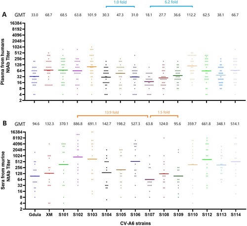 Figure 3. Cross-neutralizing capacity of the plasma from humans naturally infected with CV-A6 and the sera from murine immunized with CV-A6. A: The GMTs of 30 human plasma against various strains of CV-A6 ranged from 18.1 to112.2. The difference among the GMTs for genotype A, subgenotype D1, and C3 strains ranged from 1.0–6.2-folds (shown with a blue bar). B: The GMTs of 15 murine sera against various strains ranged from 63.8–886.8, of which the discrepancy among all strains was 1.5–13.9-fold (shown with an orange bar).