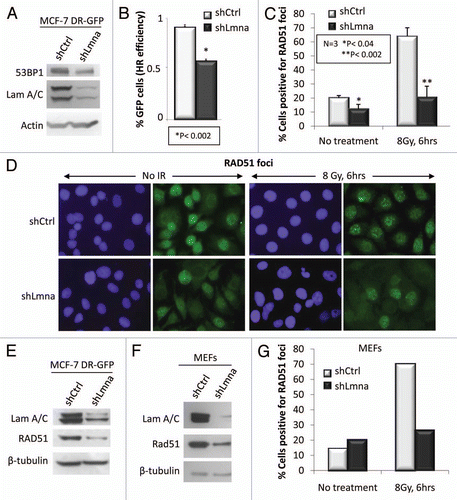 Figure 4 A-type lamins promote HR by maintaining RAD51 levels and recruitment to DSBs. (A) Protein gel blots showing decreased 53BP1 protein upon depletion of A-type lamins in MCF-7 cells carrying an HR reporter construct (DR-GFP). (B) Percent of GFP-positive MCF7-DR-GFP cells resulting from HR of I-SceI-induced DSBs. Depletion of A-type lamins leads to a 40% reduction in HR. (C) Percentage of MCF7-DR-GFP cells positive for RAD51 foci (more than 10 foci throughout the nucleus) 6 h after treatment with 8 Gy. A total of 200 cells per condition were analyzed per experiment. The average ± standard deviation of three independent experiments is shown. (D) Representative images of RAD51 foci. Blue images show DAPI stained nuclei, green shows RAD51 IF. (E) Protein gel blots showing the decrease in global levels of RAD51 upon depletion of A-type lamins in MCF-7 DR-GFP cells. β-tubulin was used as loading control. (F) Protein gel blots showing lower RAD51 upon depletion of A-type lamins in MEFs. (G) Percentage of MEFs positive for RAD51 foci 6 h after treatment with 8 Gy. A total of 290-10 cells per condition were analyzed.