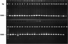 Figure 1. Agarose gel electrophoretogram of rice seed DNA amplified by PCR using JU-1 reverse and forward primers.