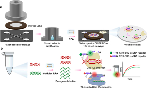 Figure 6 CRISPR/Cas-enhanced RPA biosensors. (a) CRISPR/Cas12a-enabled autonomous paper-based laboratory platform.Citation102 (b) Single-tube orthogonal Cas12a/Cas13a assay.Citation121