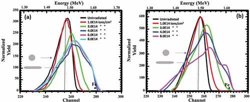 Figure 3. (Color online) Normalized RBS spectra of the 20 nm Fe nanoparticles under 50 MeV Ag ions for two samples prepared with an average nanoparticle density of 0.65 × 109 and 1.5 × 1010 particles/cm2, (a) and (b), respectively. The slight difference within the normalized yield of the Fe peaks under irradiations with 4 × 1014 and 8 × 1014 ions.cm−2 in Figure 3(a) is due to the 10% difference within the as-prepared NPs density. The insets in both Figures represent the corresponding NP shape before and after irradiation. The surface channel of Fe is indicated for each sample. The slight difference in energy-channel conversion is attributed to the different experimental conditions than in plots. The Fe peak shift toward higher energy under irradiation with fluence of 1–3 × 1014 ions.cm−2 due to NP elongation toward the surface.