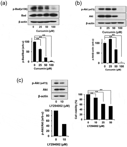 Figure 3. Curcumin induces the dephosphorylation of Bad through the inhibition of PI3K/AKT signaling. (a) A549 cells were treated with the indicated concentration of curcumin for 48 h. The degrees of phosphorylated Bad (Ser-136) and total Bad were assessed by immunoblotting using the indicated antibodies. The phosphorylation status of Bad was quantified by densitometric analysis using ImageJ. The results are shown as means±S.D. from triplicated experiments. Statistical significance was counted for three independent experiments with Student t-test (*P < 0.05; **P < 0.01). (b) Effects of curcumin on the expression of AKT and its phosphorylation at Ser-473 in A549 cells. A549 cells were exposed to curcumin for 48 h. The degrees of phosphorylated AKT and total AKT were visualized by immunoblotting with an anti-phospho-AKT (Ser-473) or AKT antibody. Data are representative of three separate experiments. The relative intensities of each band were compared with densitometric analysis. The data represent mean values of three separate experiments. The results are shown as means ± SD, **P<0.01 (by Student’s t-test). (c) Effect of a PI3K inhibitor (LY294002) on AKT phosphorylation (left panel) and cell viability (right panel) in A549 cells. Cells were incubated with the indicated concentration of LY294002 for 48 h, and cell extracts were immunoblotted with each specific antibody. The value is represented as the percentage of cell viability without LY294002 treatment, which was set at 100%. Results are shown as means ± SD, **P<0.01 (by Student’s t-test). The quantities of phosphorylated and total AKT were estimated using densitometric analysis. The data are representative of three separate experiments and represent mean values of three separate experiments