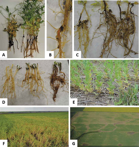 Fig. 1. (Colour online) Root rot symptoms: (a) severe root decay and shoot death of pea caused by A. euteiches; (b) vascular reddening and blackening of tap root caused by Fusarium spp.; (c) honey-brown discolouration and epicotyl pinching caused by A. euteiches; (d) lentil roots showing, from left to right, healthy, moderate and severe root symptoms; (e) early season symptoms of Aphanomyces root rot on pea shoots causing yellowing and stunting in 2017; (f) yellowing patches developing after a mid-July rainfall in 2015; (g) pea field showing severe yield loss on one half, and patchy distribution along depressions and water tracks on the other half in 2014.