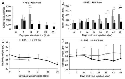 Figure 3. Effects of systemic LIVP6.1.1 virus injection on tumor growth (A, B) and the body weights (C, D) of STSA-1 or DT08/40 xenografted mice. Two groups each of (A, C) STSA-1 tumor-bearing nude mice (n = 6) and (B, D) DT08/40 tumor bearing mice (n = 6) were either treated with a single dose of 5x106 pfu LIVP6.1.1 or with PBS (mock control) intravenously (iv). The statistical significance was confirmed by Student’s t-test where * and ** indicate p < 0.05 and 0.01 respectively.