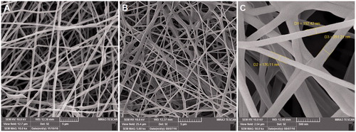 Figure 1. FE-SEM images of fabricated nanofibres, PCL/PEG (A), EO-PCL/PEG (B and C).