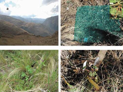 Figure 2. Images of one of the common gardens at the low elevation site (a), sowing plot covered by the net and detail of seeds (b), one Polylepis australis sapling under natural habitat conditions (c), and one sapling in the common garden (d)