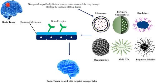 Figure 1 Novel nanocarriers and their penetration through BBB for brain targeting.