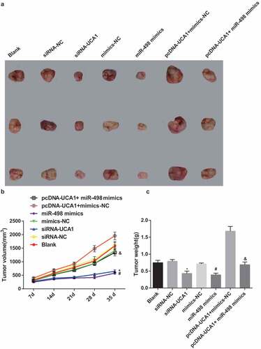 Figure 9. Declining tumor volume and tumor weight in nude mice with EC by silencing UCA1 and up-regulated miR-498. A. Tumorigenesis of nude mice transfected with EC9706 cells in each group; B. Changes in tumor volume of nude mice after transfection of EC9706 cells in each group; C. Comparison of tumor weight of glioma after transfection of EC9706 cells in each group; * P < 0.05 vs the siRNA-NC group. # P < 0.05 vs mimics-NC group; & P < 0.05 vs the pcDNA-UCA1 + mimics-Nc group. N = 3, the data were expressed in the form of mean ± standard deviation; One-way ANOVA was used for data analysis, and LSD-t was used for pairwise comparison after ANOVA analysis.