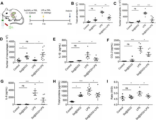 Figure 5 The inhibitory activity of Se@SiO2 NPs in an ALI mouse model induced by LPS. (A) The ALI mouse model with Se@SiO2 pretreatments (100 μg/Kg) intranasally (i.n.) 1 h before LPS (10 mg/Kg) challenge; mice were sacriﬁced 24 h after LPS instillation for further analysis. (B-G) BALF in each group were collected for the detection of total cell amounts (B), neutrophil numbers (C), macrophage counts (D) as well as cytokines IL-1β (E), CCL2 (F), and IL-6 (G) production. (H–I) The damage of the alveolocapillary membrane was analyzed by total protein amounts (H) and the lung W/D ratio (I) in BALF. NP concentration = 100 μg/Kg, LPS = 10 mg/Kg, *p < 0.05, **p < 0.01, ***p < 0.001.Abbreviation: ns, not significant.