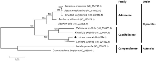 Figure 1. Phylogenetic tree based on the complete chloroplast genome sequences of L. maackii and 10 other species. The tree was generated using a neighbour-joining method by MEGA6.0 with 1000 bootstrap replicates. Numbers on the nodes indicate bootstrap values.