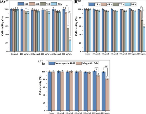 Figure 4. The toxicity of Fe3O4 (A) and Fe3O4@mSiO2-NH2-FA (B) to cells at different time points and the toxicity of Fe3O4@mSiO2-NH2-FA to cells with or without an external magnetic field (C) (n = 3, * P < .05, ** P < .01, compared with the control group, # P < .05, ## P < .01, comparison between groups).