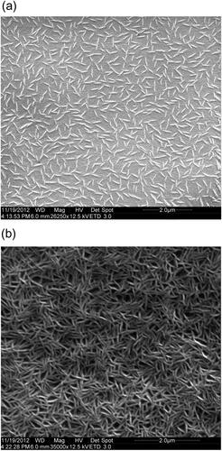 Figure 2. SEM image of surfaces of the copolymer P(VDF-TrFE) film unpolarized (a) and polarized (b) by the corona discharge.