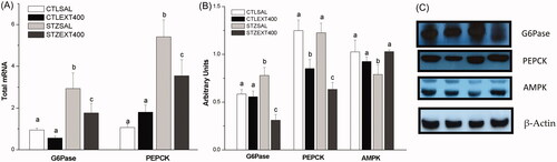 Figure 3. Liver gluconeogenesis inhibition by the treatment with Bauhinia holophylla. (A) G6Pase and PEPCK genes expression analyzed by real-time PCR. (B) Protein expression of G6Pase, PEPCK and AMPK analyzed by western blot. (C) Representative images of the bands. Different letters indicate significant differences (ANOVA followed by Tukeyʼs post-test, n = 8, p < 0.05).
