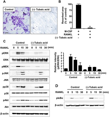 Figure 4. (-)-Tubaic acid reduces resorption pit formation and attenuates RANKL-induced activation of ERK. (A) The BMMs were cultured on bone slices with M-CSF (10 ng/ml) and RANKL (20 ng/ml) to induce osteoclast differentiation. After three days, the cells were treated with (-)-tubaic acid (5 μM) or vehicle for an additional two days. The bone slices were stained with hematoxylin. Scale bar, 100 μm. (B) Quantification of the resorbed area. (C, D) Serum-starved BMMs were pretreated with (-)-tubaic acid (5 μM) or vehicle for 1 h, followed by stimulation with 50 ng/ml RANKL for indicated times. The phosphorylation levels of (C) ERK, Akt, JNK, p38, and (D) IκBα were examined by western blotting. The graph (right panel) represents the relative band intensity of phosphorylated ERK. *p < 0.05, **p < 0.01, t-test.