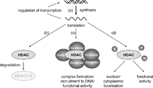 Regulation of HDAC activity. HDAC expression is regulated by several processes including (a) inflammatory mediator effects on HDAC gene expression and autoregulation by HDAC isoenzymes; (b) proteasomal degradation of HDAC isoenzymes; (c) complex formation and subsequent changes in functional HDAC activity and/or recruitment to DNA and (d) post-translational modifications. Post-translational modifications such as phosphorylation (P), sumoylation (S) and nitration (N) can affect HDAC subcellular localization and/or functional HDAC activity.