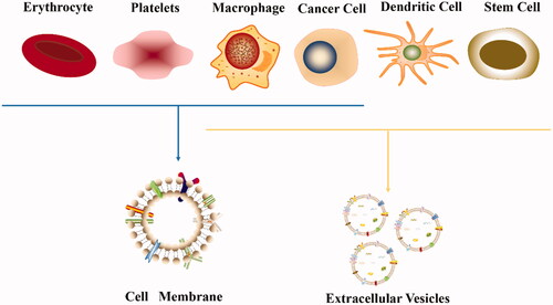 Figure 8. Common cell types of carriers for tumor targeted therapy.