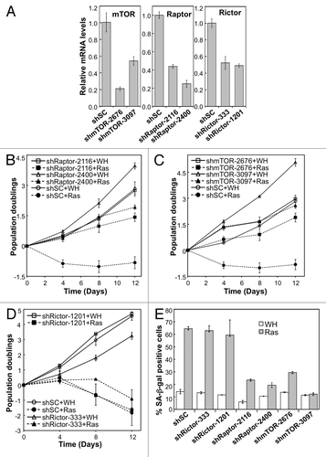 Figure 4. Depletion of TORC1, but not TORC2 subunits disrupts RAS-induced senescence. (A) BJ fibroblasts transduced with shRNA against TOR, Raptor, Rictor or with scrambled (shSC) shRNA. Relative mRNA levels determined by qRT-PCR. (C-D) TOR-depleted, Rictor-depleted, or Raptor-depleted cells infected with either HRAS-V12 or empty vector control (WH) and passaged for 12 d. Total population doublings displayed on the Y-axis. Slope of the curve indicates growth rate. Left panel: staining of SA-β-gal of RAS-induced or control cells. (E) SA-β-gal of Rictor, Raptor, TOR-depleted cells.