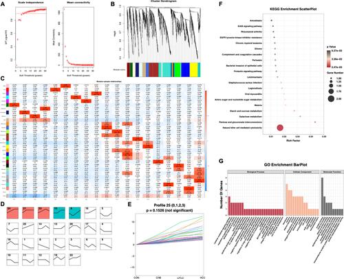 Figure 2 Bioinformatics analysis of transcriptomics data. (A–C) WGCNA of the highly correlated genes in HBV-related liver diseases. (D and E) STEM identified the temporal expression profiles of mRNAs in the four groups. (F and G) KEGG pathway and GO enrichment analyses of the identified mRNAs. The depth of color and size of black spots denote the adjusted p-value and mRNA quantities, respectively.