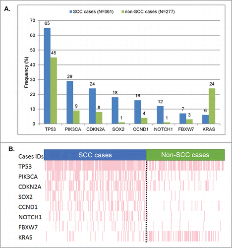 Figure 2. Significant differences in frequency of molecular alterations between squamous vs. non-squamous cases. Only genes that were found to be aberrant at statistically different rates (Table 2) in squamous versus non-squamous cancers were included. (A) Bar graph comparing the alteration frequencies between squamous vs. non-squamous cases. (B) Raw data on each patient in a “reverse array” fashion. Each pink bar corresponds to an alteration in the designated gene in one patient. Squamous cases have an over-representation of alterations in all the genes included, except KRAS (whose alterations are under-represented in SCCs). All the P-values were ≤0 .001, except for FBXW7 (P = 0 .048). All detailed P-values can be found in Table 2.