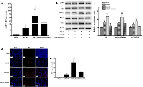 Figure 4. GLGZD activates the miR210/HIF1α/VEGF signalling pathway after cerebral ischemic injury in rats. (a) The expression of miR210 mRNA was determined by quantitative RT-PCR in rats for each group. (b) Western blotting results for relative protein expression of the HIF1α/PKC signalling pathway in rats for each group. (c) Images of HIF immunofluorescence staining of the ischemic area of the cortex in different groups (×200, scale bar = 100 μm). Data are presented as mean ± SD. *p < 0.05 vs. Sham, #p < 0.05, ##p < 0.01 vs. MCAO, Δp < 0.05, ΔΔp < 0.01 vs. miR210 inhibitor.