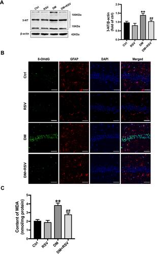 Figure 5 RSV prevents T2DM-induced hippocampal oxidative stress. (A) Detection of 3-NT expression, an indicator of protein nitrification, in the hippocampus by Western blotting to assess oxidative damage. (B) Micrographs of coimmunolabelling with the DNA oxidation markers 8-OHdG (green), GFAP (red) and DAPI (blue) in the hippocampus. The mice hippocampus showed 8-OHdG (green) immunolabeling in neurons (DAPI, blue) and some glial (GFAP, red) cells (Scale bar=10 μm). (C) The determination of malondialdehyde (MDA) content reflected the degree of lipid peroxidation in the hippocampus, and indirectly reflected the degree of neuron damage. The data are expressed as the mean ± SD (n = 3). **P < 0.01 vs Ctrl; ##P < 0.01vs. DM.Abbreviations: 3-NT, 3-nitrotyrosine; 8-OHdG, 8-hydroxyguanosine; GFAP, glial fibrillary acidic protein; DAPI, 4.6-diamidino-2-phenylindole; MDA, malondialdehyde.