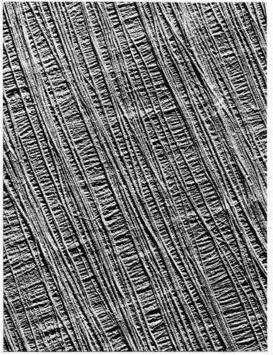 Figure 2. (Colour online) The characteristic appearance of cellulose microfibrils in the secondary wall cell of a higher plant. The microfibrils are about 3–4 nm in diameter. This electron microscope picture shows two well-oriented layers of microfibrils of the secondary wall of Chaetomorpha melagonium viewed from outside the cell. The cell axis runs vertically [Citation5]. Note the accuracy of the long-range alignment, coupled with a level of short-range wandering away from, and then back towards the consensus direction