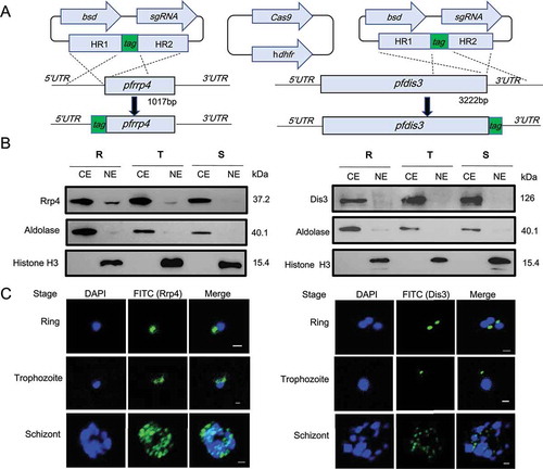 Figure 1. Cytoplasmic localization of RNA exosome in P.falciparum parasites.(a) Schematic representation of constructs for generation of epitope-tagging PfRrp4 (left) and PfDis3 (right) transfectant lines by the CRISPR-Cas9 system. For both strains, the plasmids carrying a single guide RNA (sgRNA) and the Cas9 endonuclease were co-transfected. bsd, blasticidin S deaminase. hdhfr, human dihydrofolate reductase. HR, homology region.(b) Western blot analysis of Ty1-HA-PfRrp4 and PfDis3-HA-Ty1 lines with nuclear and cytoplasmic extracts, respectively. Aldolase and Histone 3 were used as loading control. CE, cytoplasmic extract. NE, nuclear extract. R, ring. T, trophozoite. S, schizont.(c) Immunofluorescence assay (IFA) of Ty1-HA-PfRrp4 and PfDis3-HA-Ty1 lines in Ring, Trophozoite, Schizont, respectively. The nuclei were stained by DAPI. The bar represents 1 μm.