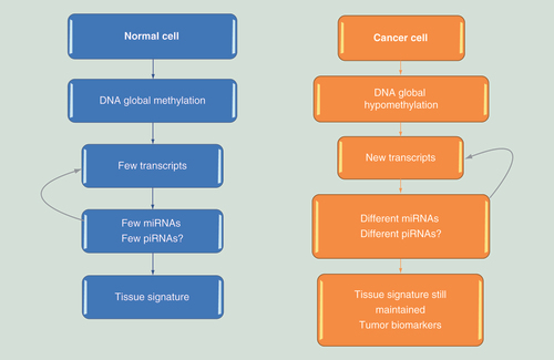 Figure 1.  Small noncoding RNAs involved in epigenetic regulation.Small noncoding RNAs seem to work in epigenetic control by regulating mRNAs in a post-transcriptional fashion. The profile of miRNAs and piRNAs depends on the specificity of transcripts in each cell. In cancer cells, the shift to global hypomethylation modifies the transcripts and as a consequence, the piRNAs and miRNAs profiles. This specificity allows miRNA and piRNA tissue signatures to be identified, both in homeostasis and in diseases.