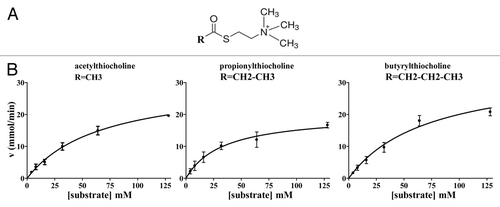 Figure 3. General formula of the thio-substrates, used in the modified Ellman assay (37 °C, pH 7.4) and kinetic curves for the hydrolysis respectively of the three substrates, acetylthiocholine, propionylthiocholine and butyrylthiocholine, by WZ-14.2.1 (10−7 M) in the modified Ellman assay.