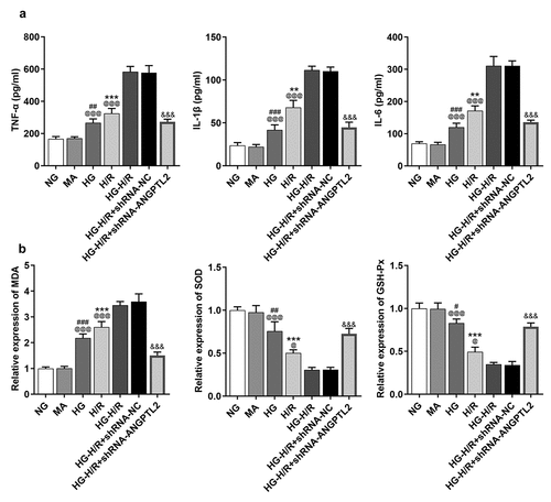 Figure 4. Knockdown of ANGPTL2 alleviates inflammatory response and oxidative stress levels of H9c2 cells upon exposure to H/R and HG. (a) The levels of IL-1β, IL-6 and TNF-α in H/R-H9c2 or HG-H/R-H9c2 cells transfected with shRNA-ANGPTL2 were determined by ELISA kits. (b) The expression of MDA, SOD and GSH-Px in H/R-H9c2 cells or HG-H/R-H9c2 transfected with shRNA-ANGPTL2 were measured by corresponding kits. **P < 0.01 and ***P < 0.001 vs. NG group. #P < 0.05, ##P < 0.01 and ###P < 0.001 vs. MA group. @P < 0.05 and @@@P < 0.001 vs. HG-H/R group. &&&P < 0.001 vs. HG-H/R+ shRNA-NC group.