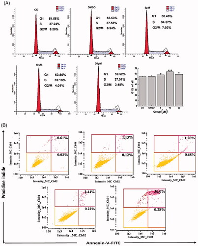 Figure 6. Alterations of cell cycle and apoptosis induced by Co-SLD. (A) Analysis of cell cycle distribution of CAL-27 cells in G1, S and G2 cell cycle stage. (B) Percentage denotes the proportion of apoptotic cells in right lower quadrant and right upper quadrant. Each value is expressed as the mean ± SEM (n = 3). *p < .05 and ***p < .001 compared with the control group.