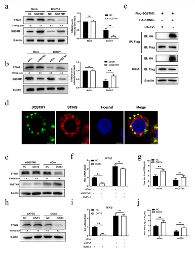 Figure 6. SQSTM1 inhibits innate immunity by promoting STING degradation in MDBK cells. (a) Immunoblot analysis of SQSTM1 and STING protein levels in NC- and DDIT3-overexpressing MDBK cells infected with BoHV-1 (MOI = 0.1), experiments were conducted three times. (b) At 48 hours post-transfection with si-Con or si-SQSTM1, MDBK cells were infected with BoHV-1 (MOI = 0.1) and harvested at 24 hpi for immunoblot analysis. Graphs on the right show quantification of western blot data from three independent experiments. Relative intensity was quantified and analyzed based on densitometry using AlphaView software. (c) Coimmunoprecipitation and immunoblot analysis of extracts of 293T cells transfected with Flag-SQSTM1 and HA-EV or HA-STING. (d) Confocal microscopy analysis of colocalization of bovine SQSTM1 and bovine STING. HEK 293T cells transfected with Flag-SQSTM1 and HA-STING were subjected to immunofluorescence analysis using Flag- and HA-specific antibodies. Bar = 5 μm. (e, f, and g) Thirty-six hours after NC- or DDIT3-overexpressing cells were transfected with si-Con or si-SQSTM1, the cells were infected with BoHV-1 (MOI =0 .1) and harvested at 24 hpi for immunoblot analysis (e), qPCR (f) or virus titration (g). (h, i, and j) At 36 h after siATG5 transfection, DDIT3-overexpressing and control cells were infected with BoHV-1 (MOI = 0.1), and the cells were harvested at 24 hpi for immunoblot analysis (h), qPCR (i) or virus titration (j). For E and H, the western blot experiment was repeated independently three times with similar results. The means and SD from three independent experiments are shown. **, P < 0.01; ns, not significant.