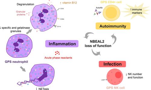 Figure 3 Abnormalities in the innate and adaptive immune response in GPS. GPS neutrophils display reduced numbers of specific (red circles) and gelatinase (yellow circles) granules. Whereas azurophilic (blue circles) granules are preserved in GPS patients, they are decreased in GPS animal models. Proteins resident in specific and gelatinase granules are expressed at the cell membrane, such as CD11b, CD66b and CD35, and elevated in plasma, indicating degranulation. Neutrophil extracellular trap formation (NETosis) is impaired. NK cell number and function are decreased in GPS animal models, although it is unknown whether it is also altered in patients. Altogether, these abnormalities may contribute to higher susceptibility to infections. Autoimmune manifestations and/or autoantibodies (AutoAb) are present in around half of GPS patients, coupled to upregulation of immune response markers in CD4+ cells. Liver-derived acute phase reactants are elevated in patient circulation, reflecting ongoing inflammation.
