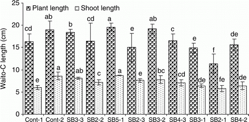 Figure 1.  Screening of fungal isolates on Waito-C rice for their plant growth-promoting capacity. Cont-1 and Cont-2 stands for negative control (d·H2O) and positive control (G. fujikuroi), respectively. Data bars having a common letter(s) are not significantly different at the 5% level by DMRT. Error bars show standard deviations.