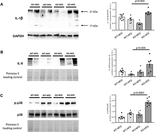 Figure 4 Representative Western blots of protein expression of Interleukin-1β (IL-1β, A), Interleukin-6 (IL-6, B) and p38/mitogen-activated protein kinase and its phosphorylated form (p38MAPK and p-p38MAPK, C) in wild-type mice treated with normal (WT-NFD) or high (WT-HFD) fat diet, or P2X7 receptor knockout mice treated with normal (KO-NFD) or high fat diet (KO-HFD). Band intensities were normalized based on reference protein GAPDH or Ponceau S and results are expressed as arbitrary units (A.U.). Arrows indicate different IL-1β isoforms. Data are presented as mean±SE for at least six animals in each group. Two-way ANOVA with genotype and diet as sources of variation, followed by Tukey’s post-hoc test, was used for multiple comparisons. Statistical significance was set at p < 0.05. ● WT-NFD, ■ WT-HFD, ▲ KO-NFD, ◆ KO-HFD.