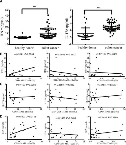 Figure 3 Serum cytokine levels in colon cancer patients and their correlation with circulating MAIT cells in colon cancer patients. (A) The serum levels of IFN-γ and IL-17A in colon cancer patients compared with healthy donors. (B) Correlation between serum IFN-γ level and three subtypes of circulating MAIT cells in colon cancer patients. (C) Correlation between serum IL-17A and three subtypes of circulating MAIT cells frequency in colon cancer patients. (D) Correlation between serum CEA concentration and three subtypes of circulating MAIT cells frequency in colon cancer patients. Differences between groups were analyzed using t-test. Correlation analysis was performed using the Spearman’s rank correlation test. ***P < 0.001, significantly different from the values in the healthy donors.