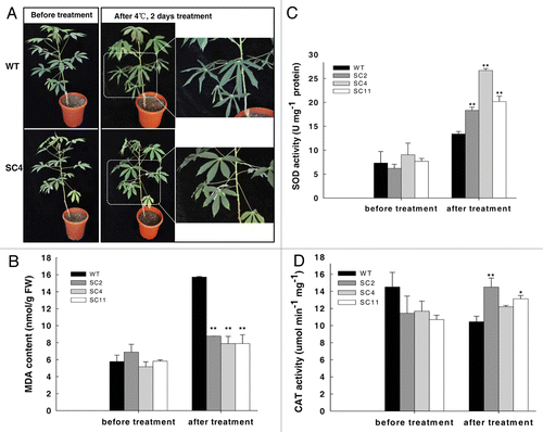 Figure 2. Transgenic cassava shows enhanced resistance to cold stress. (A) Two-mo-old cassava subjected to 4°C for 2 d in a chamber displaying phenotypic changes; (B) MDA contents in cassava leaves exposed to 4°C for 2 d; (C) and (D) SOD and CAT activity changes in cassava leaves exposed to 4°C for 2 d. Values represent the means of three independent experiments ± SD. The double asterisks indicate a statistically significant difference (p < 0.01) by t-test for the data of the stress-treated samples compared with those of the WT samples.