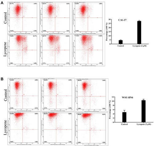 Figure 3 Apoptosis assay using flow cytometry of (A) CAL-27 and (B) WSU-HN6 cell lines in the lycopene and control group. Representative flow cytometry figures are shown.