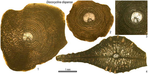 Figure 10. Equatorial and axial sections of D. dispansa dispansa from the Fulra Limestone. 1: sample FUL12–72, 2: FUL8–23, 3: FUL7–5, 4: FUL13–208.