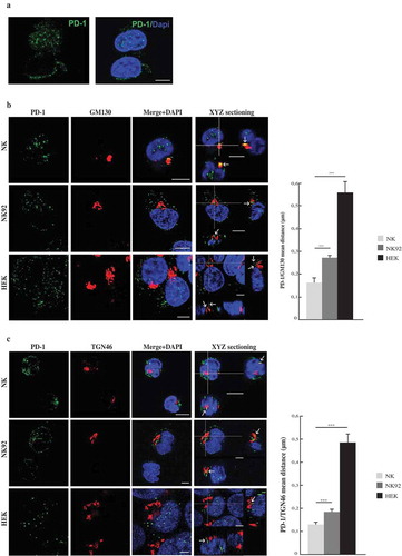 Figure 4. PD-1 cytoplasmic localization. (a) PD-1 immunofluorescence analyses in resting NK cells from different HDs. A representative image from the 14 HDs analyzed has been reported. (b,c) Left panels: confocal microscopy images of PD-1 association with the Cis- (GM130, panel B) and Trans-(TGN46 panel C) Golgi compartments. The analysis was performed on resting NK cells and on both the NK92 and HEK cell lines. Colocalization between PD-1 and Golgi markers is indicated by arrows. A representative image from three independent experiments has been reported. Right panels: quantification of the mean distance between PD-1 and Golgi markers. Values, from three independent experiments, are mean ± SEM. Scale bar 5 µm.