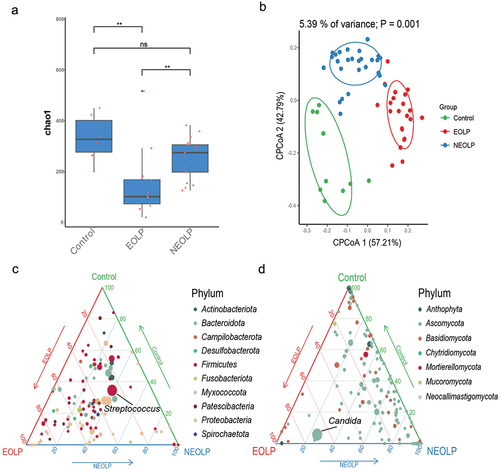 Figure 1. Diversity and composition of bacterial and fungal microbiota. (a) Box plot depicting the α diversity of fungi based on ITS gene data. **indicates pvalue < 0.01. (b) CPCoA analysis of bacteria based on 16S rRNA data and Bray-Curtis distance. (c, d) Ternary plots illustrating the distribution of bacterial and fungal genera at the genus level, where each circle represents a genus, circle size corresponds to the relative abundance of the respective genus, and colors represent phyla as indicated in the legend, with coordinates indicating the percentage of genera in the corresponding group.