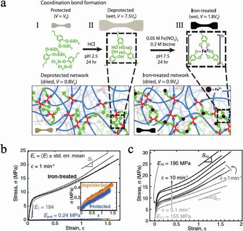 Figure 11. (a) Schematic diagram of a crosslinked polyethylene glycol chain in which a catechol group protected by (I) a silyl group, (II) a catechol group, and (III) a catechol group with a coordination bond to iron ion are introduced. (b) The stress–strain curve and strain rate of the elastomer in state III are 1 min−1. The inset shows (I) blue and (II) orange stress-strain curves with a strain rate of 1 min−1. (c) Strain rate dependence of stress–strain curve III (reproduced with permission from ASSS)