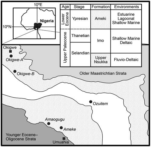 Figure 1. Map and stratigraphy of the rock succession under investigation (modified from Oboh-Ikuenobe et al. Citation2005). The towns Okigwe (Imo State) and Umuahia (Abia State) are labelled with closed squares. The five sections from which samples were studied are labelled with closed circles. General environments for the Imo Formation from Obi (Citation2000; fluvio-deltaic); the Imo Formation from Reyment (Citation1965; shallow marine) and Anyanwu and Arua (Citation1990; deltaic); and the Ameki Formation from White (Citation1926; estuarine), Nwajide (Citation1979) and Arua (Citation1986; both lagoonal), and Adegoke (Citation1969) and Fayose and Ola (Citation1990; both shallow marine). The Palaeocene–Eocene boundary is placed between the Imo and Ameki formations following Nwajide (Citation1990) and Oboh-Ikuenobe et al. (Citation2005) and shown as a dashed line to indicate uncertainty. See Table 1 for details of samples taken from each section.