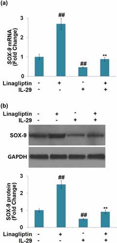 Figure 5. Linagliptin ameliorated interleukin-29-induced decrease in SRY-related high-mobility group box gene-9. Cells were incubated with 15 ng/mL IL-29 in the presence or absence of Linagliptin (100 nM) for 24 hours. (a). Molecular structure of Linagliptin; (b). SOX-9 mRNA; (c). SOX-9 protein (##, P < 0.01 vs. vehicle; **, P < 0.01 vs. IL-29).