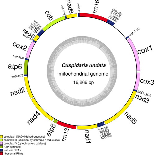 Figure 2. Map of the mitochondrial genome of C. undata. The mitochondrial genome of C. undata was 16,266 bp in length, and contained 13 PCGs, 2 rRNAs and 22 tRNAs, marked in different colors in the map.