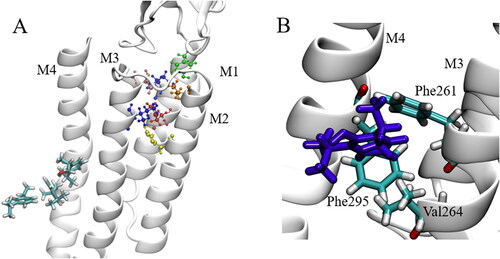 Figure 6. Interaction site of propofol at GLIC subunits: (A) Sites of propofol interaction in relation to the anesthetic binding site in which residues are coloured; Tyr (green), Ile (blue), Met (red), Val (orange), Thr (pink) and His (yellow). Propofol molecules are shown in licorice representation. (B) Blocking residues inhibiting the path to the anesthetic binding site, propofol (violet) shown in licorice representation.