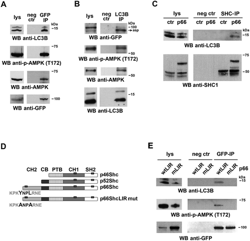 Figure 3. p66SHC interacts with LC3B-II and p-AMPK through an N-terminal LIR motif. (A) Immunoblot analysis of GFP-specific immunoprecipitates from lysates of GFP-p66SHC-expressing cells (n = 3). (B) Immunoblot analysis of LC3B-immunoprecipitates from lysates of GFP-p66SHC-expressing cells (n = 3). (C) Immunoblot analysis of SHC- immunoprecipitates from lysates of ctr and p66 cells obtained using an anti-pan-SHC1 antibody (n = 3). (D) Schematic presentation of the 3 isoforms of SHC1 (p46, p52 and p66) and the respective domains, namely the N-terminal collagen-homology domain (CH2), the CYCS-binding domain (CB), the phosphotyrosine-binding domain (PTB), the internal collagen homology domain (CH1) and the C-terminal SRC-homology domain 2 (SH2). The 3 putative LIR motifs highlighted as gray boxes on the SHC1 isoforms span p66SHC residues 10–13, 427–430 and 549–552. The YNPL LIR motif (residues 10–13) in the CH2-domain was mutated to ANPA. (E) Immunoblot analysis of GFP-specific immunoprecipitates from lysates of MEC transfectants expressing GFP-tagged wild-type p66SHC (wtLIR) or the GFP-tagged p66-mLIR mutant (mLIR). Preclearing controls (proteins that bound to protein-A–Sepharose before the addition of primary antibody) are included in each blot (neg ctr). Total cell lysates were included in each gel to identify the migration of the proteins tested. The immunoblots shown are representative of 3 independent experiments.