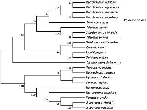 Figure 1. Phylogenetic tree of the 22 Decapoda species based on the sequence of 13 protein-coding genes. The tree was reconstructed with the Maximum Likelihood (ML) criteria using MEGA v.6 (Tamura et al. Citation2013). Bootstrap values (1000 replications) greater than 70% are shown at the branch nodes. Macrobrachium bullatum (KM978918), Macrobrachium nipponense (HQ830201), Macrobrachium lanchesteri (NC_012217), Macrobrachium rosenbergii (AY659990), Hymenocera picta (MF804409), Palaemon gravieri (NC_029240), Exopalaemon carinicauda (EF560650), Palaemon serenus (NC_027601), Nautilocaris saintlaurentae (NC_021971), Rimicaris kairei (NC_020310), Typhlatya garciai (KX844720), Caridina gracilipes (NC_024751), Rhynchocinetes durbanensis (NC_029372), Nephrops norvegicus (LN681403), Metanephrops thomsoni (NC_027608), Trypaea australiensis (NC_026225), Stenopus hispidus (NC_018097), Metapenaeus ensis (NC_026834), Marsupenaeus japonicas (AP006346), Penaeus monodon (AF217843), Litopenaeus stylirostris (EU517503), Litopenaeus vannamei (KT596762).