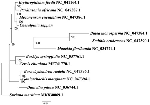 Figure 1. Maximum-likelihood phylogenetic tree based on 13 complete chloroplast genomes. Accession number: Caesalpinia sappan (this study); Barklya syringifolia NC_037761.1; Barnebydendron riedelii NC_047396.1; Butea monosperma NC_047384.1; Cercis chunianaMF741770.1; Daniellia pilosa NC_036744.1; Erythrophleum fordii NC_041164.1; Goniorrhachis marginataNC_047394.1; Maackia floribunda NC_034774.1; Mezoneuron cucullatumNC_047386.1; Parkinsonia africanaNC_047387.1; outgroup: Suriana maritima MK830069.1. The number on each node indicates the bootstrap value.