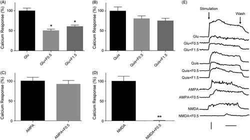 Figure 1. Effects of fucoidan on the Ca2+ responses induced by glutamate receptor agonists in the presence of extracellular Ca2+ in cortical neurons. (A–D) Quantification of the areas of Ca2+ response curves was taken from all records in each test. The ordinate is expressed in reference to the control value. Note that the column for quantification of the areas of Ca2+ response curves was taken from all records in each test. The ordinate is expressed in reference to the control value. Note that the column for NMDA application in the presence of fucoidan indicates zero level. The error bars represent the SEM. *p < 0.05 or **p < 0.01 vs. the untreated group. (E) Representative time course curves of the Ca2+ responses induced by diverse glutamate receptor agonists with or without fucoidan. In the control, the agonists were applied (for 3 min) after recording the baseline for 3 min. In the test, fucoidan was added to the aCSF during the same baseline period (3 min), and then without removal of fucoidan, the agonists were further added to aCSF. Glu: glutamate; Quis: quisqualate; F: fucoidan. Vertical bar, ratio of F340/F380 to be 1; horizontal bar, 1 min. n = 3.